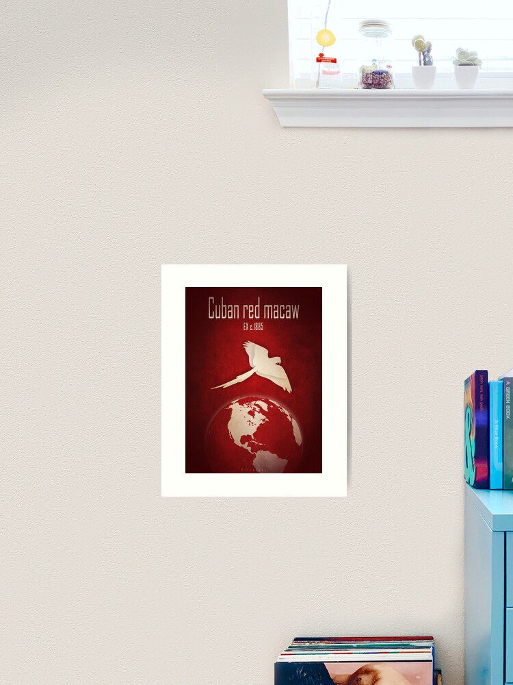 Thumbnail 2 of 3, Art Print, Cuban macaw - extinct animals designed and sold by 12images.