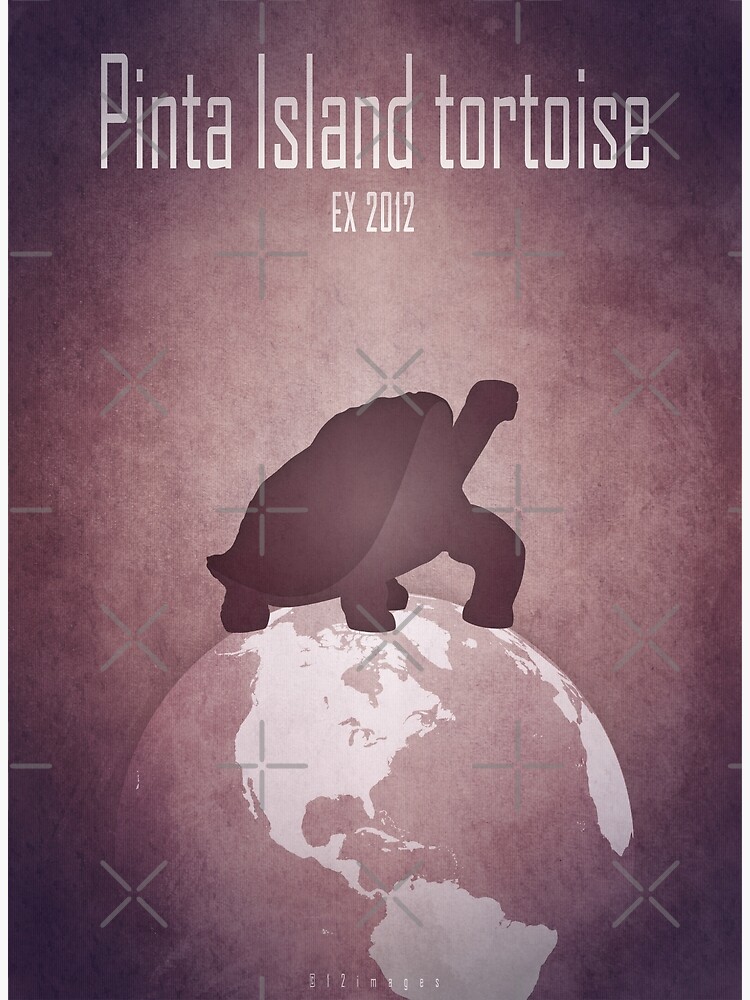 Thumbnail 3 of 3, Art Print, Pinta Island tortoise/Giant turtle - extinct animals designed and sold by 12images.