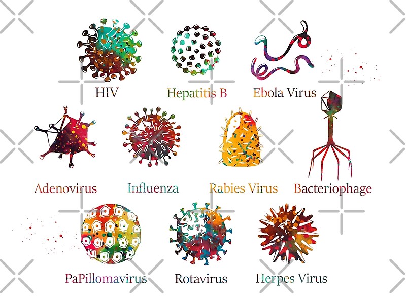 diagram-showing-different-kinds-of-viruses-by-erzebetth-redbubble