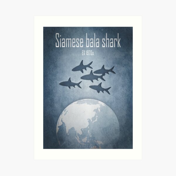 Siamese bala shark - extinct animals Art Print