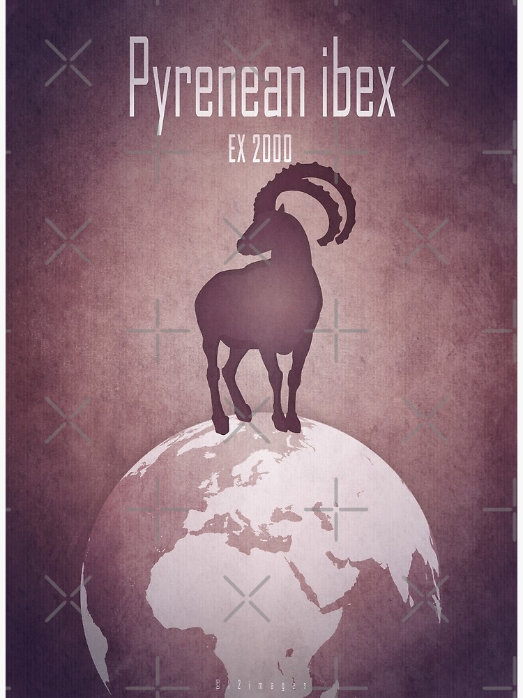 Thumbnail 3 of 3, Art Print, Pyrenean ibex - extinct animals designed and sold by 12images.