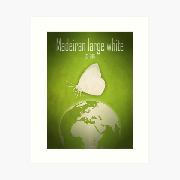 Madeiran large white butterfly - extinct animals Art Print