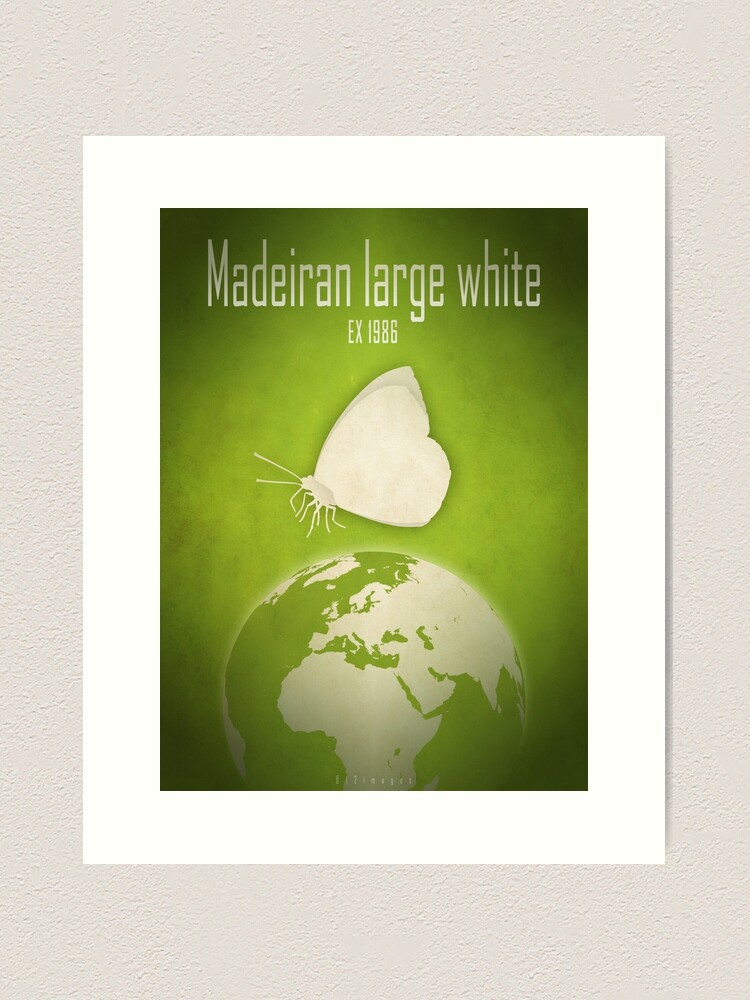 Thumbnail 1 of 3, Art Print, Madeiran large white butterfly - extinct animals designed and sold by 12images.