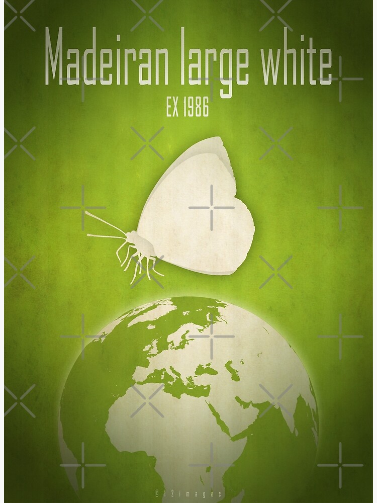 Thumbnail 3 of 3, Art Print, Madeiran large white butterfly - extinct animals designed and sold by 12images.