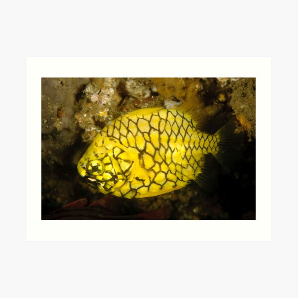 Pineapplefish Art Print
