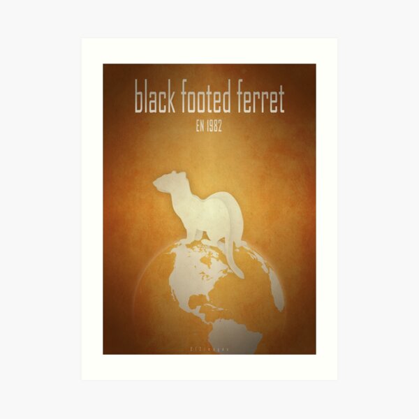 Black-footed ferret - endangered species Art Print