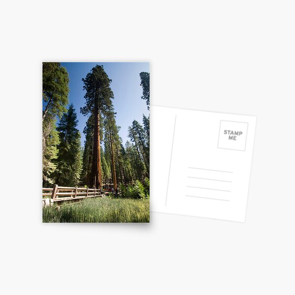 Mariposa Grove Postcard