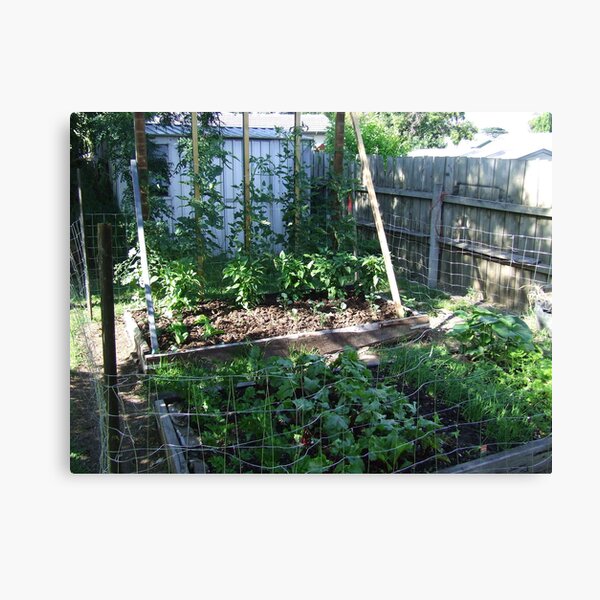 My Vegetable garden Canvas Print