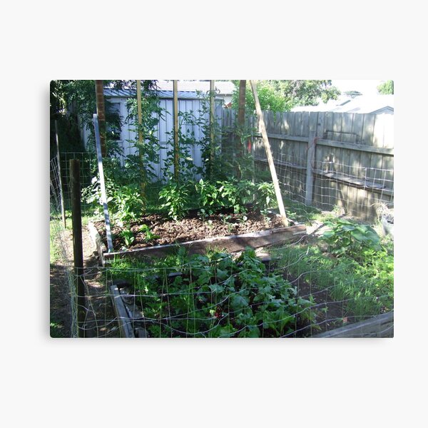 My Vegetable garden Metal Print