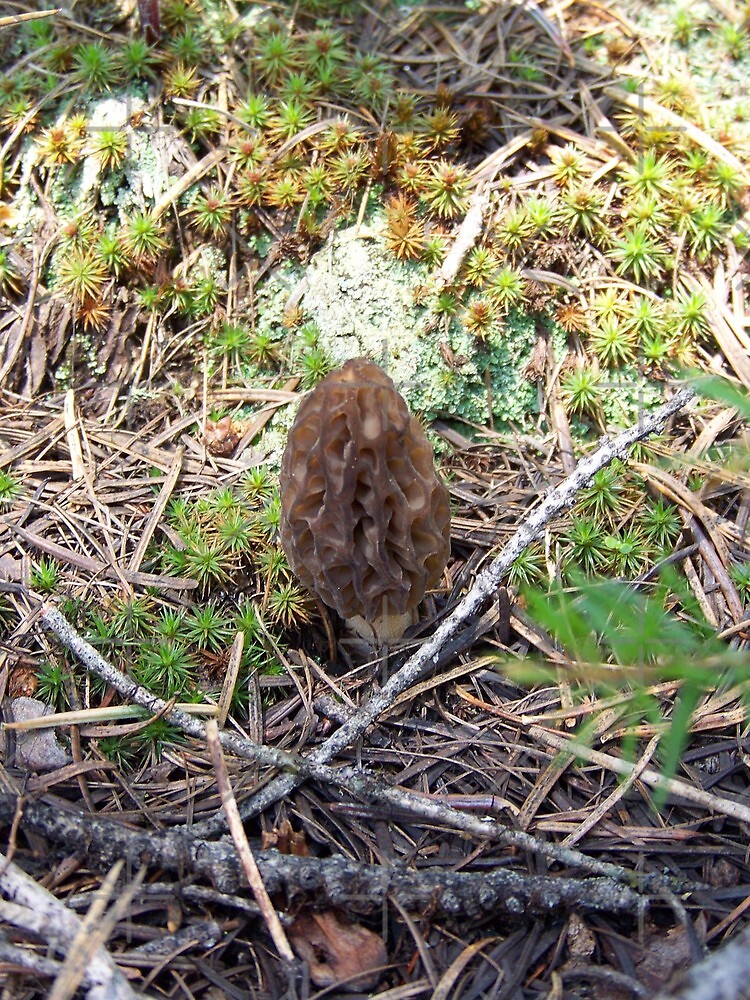 "Morel Color Collage" Art Print for Sale by BettyEDuncan Redbubble