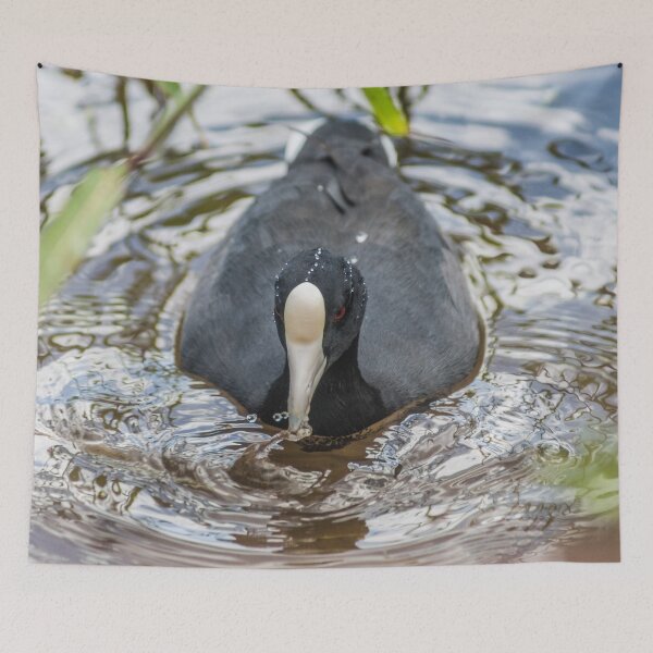 Item preview, Hawaiian coot in Honolulu designed and sold by KensLensDesigns.