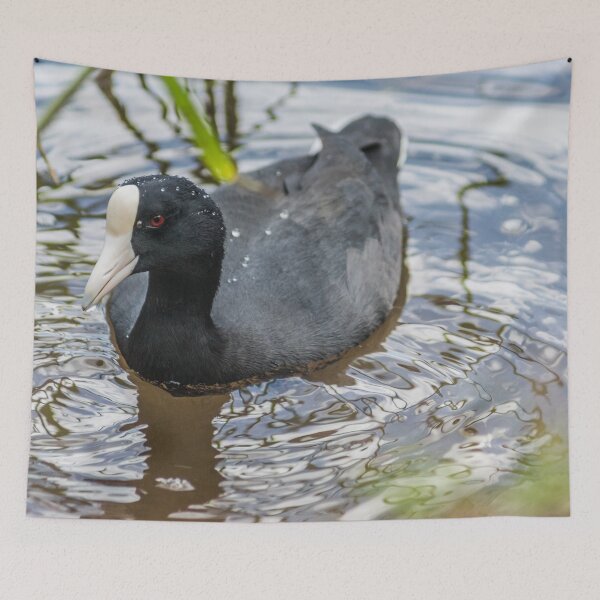 Item preview, Hawaiian coot 3 designed and sold by KensLensDesigns.