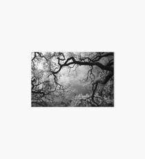 Sheltering Sky Art Board