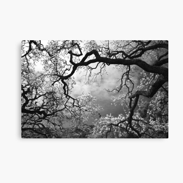 Sheltering Sky Canvas Print
