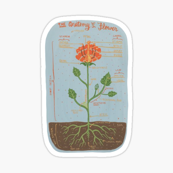 Anatomy of a Flower Sticker
