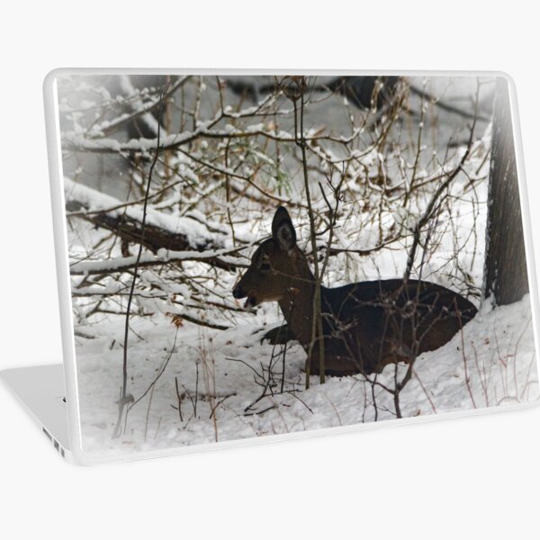 Resting fawn Laptop Skin