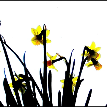 Artwork thumbnail, Daffodils by ART22