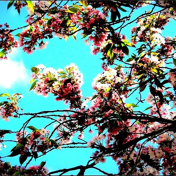 Artwork thumbnail, Hello Spring by ART22