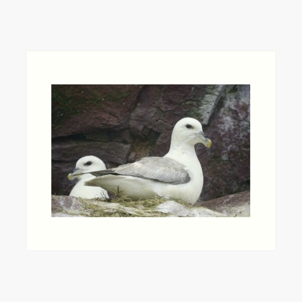 Item preview, Northern Fulmars designed and sold by Jean Knowles.