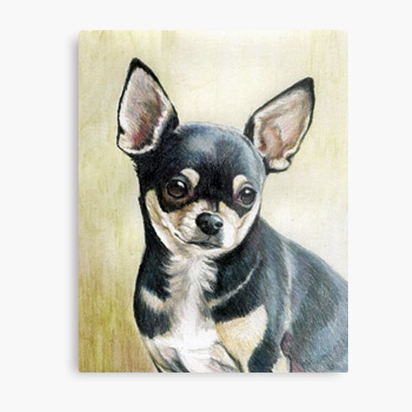 Chihuahua Metal Print