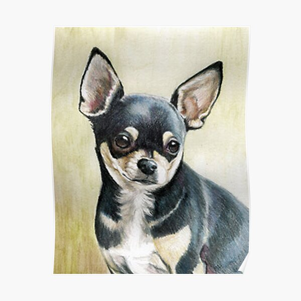 Chihuahua Poster