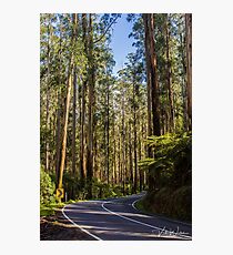 Black Spur Drive, Yarra Valley, Victoria, Australia. Photographic Print