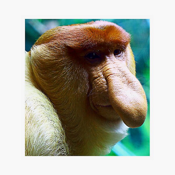 обезьяна с большим носом носач. животные с большим носом. обезьяна и краб. Long monkey. бабуин с длинными волосами.