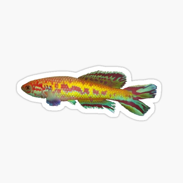 Callopanchax occidentalis killifish Sticker