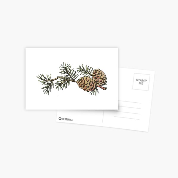 Vintage Pinecones and Pine Needles - Christmas Postcard