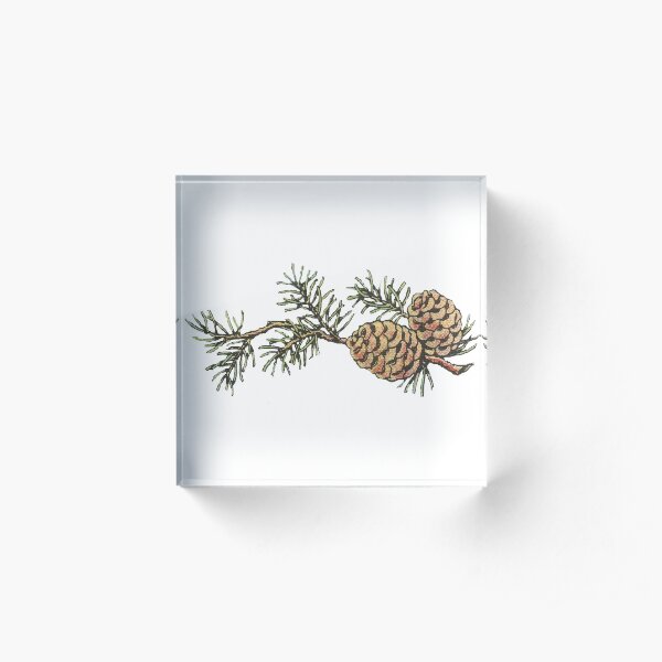 Vintage Pinecones and Pine Needles - Christmas Acrylic Block