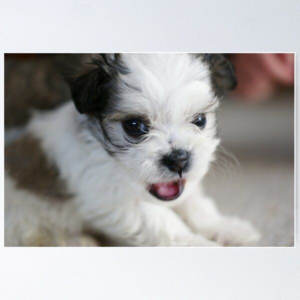 Artikelvorschau, Puppy Eyes entworfen und verkauft von AdamJonesNZ.