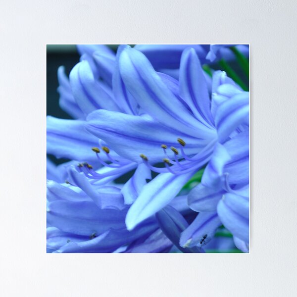 Item preview, flouro agapanthus designed and sold by gary roberts.