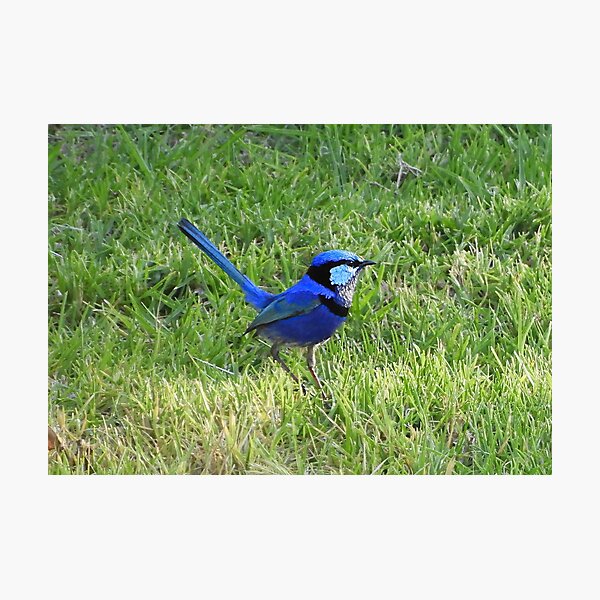Blue wren 4 Photographic Print