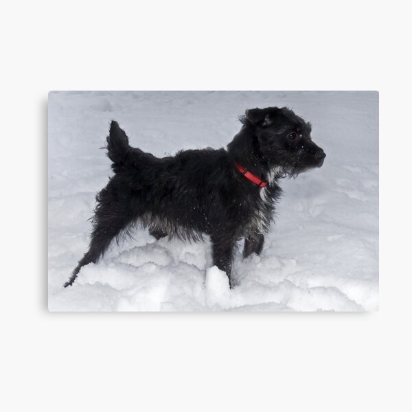 Bailey - The Patterdale Terrier Canvas Print