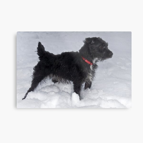 Bailey - The Patterdale Terrier Metal Print