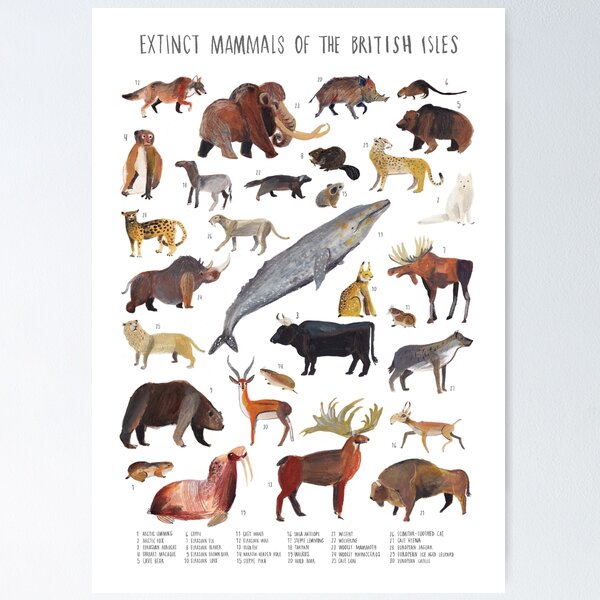 洋書 MAMMALS  of the British Isles: 4th ed. Mammals of the British Isles: Handbook | NHBS Field Guides