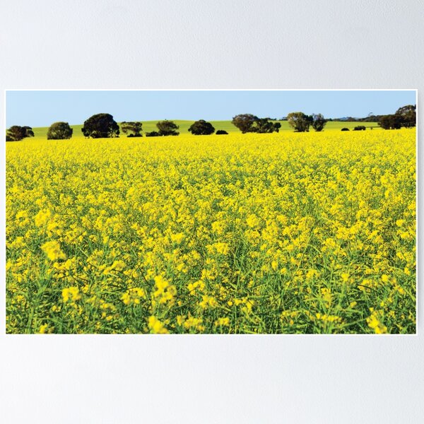 Item preview, Canola Field 2017 designed and sold by Sarah Langley.