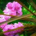 «* Rosas Rosadas y Lino de Nueva Zelanda Primavera 2018 *» de EdsMum