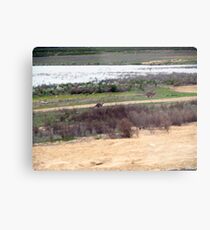 kangaroos Metal Print