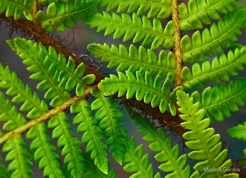 "Florida Ferns" by Melissa Gurdus Redbubble