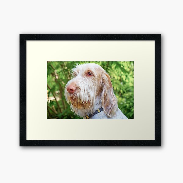 Thinking thoughts Spinone Framed Art Print