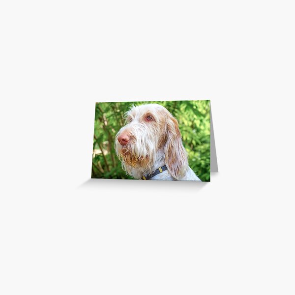 Thinking thoughts Spinone Greeting Card
