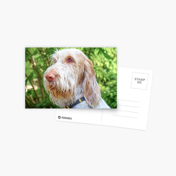 Orange and White Italian Spinone Dog Head Shot Postcard