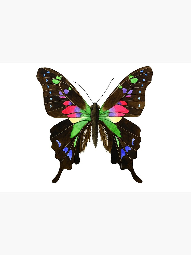 版画 SWALLOWTAIL BUTTERFLY Giant Swallowtail Butterfly - Signed Fine Art Print