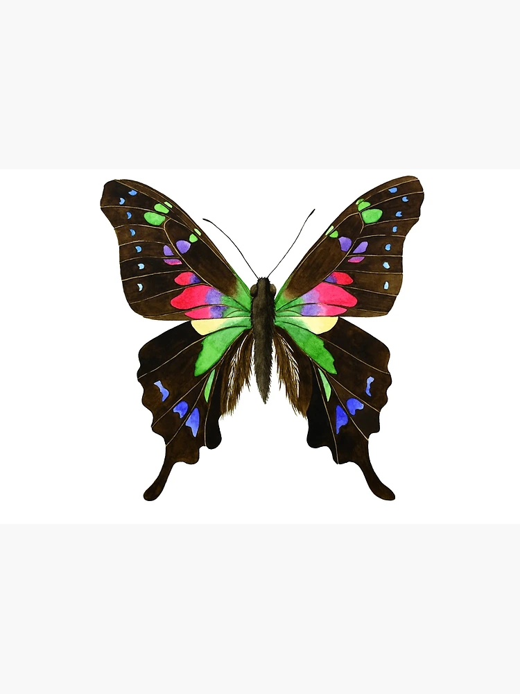 The Purple-Spotted Swallowtail Butterfly