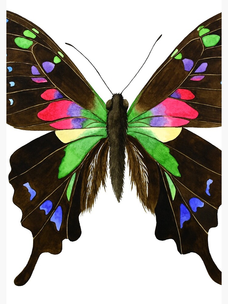 The Purple-Spotted Swallowtail Butterfly