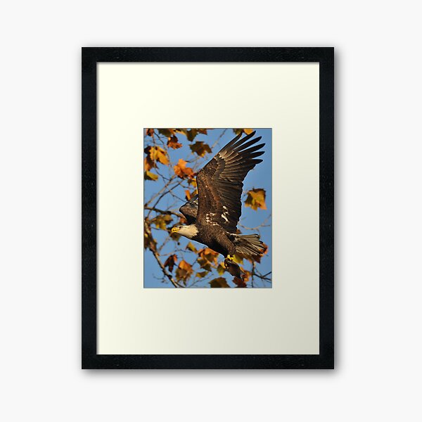 Eagle With Fish, My first Capture Framed Art Print
