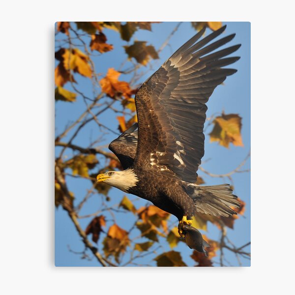 Eagle With Fish, My first Capture Metal Print