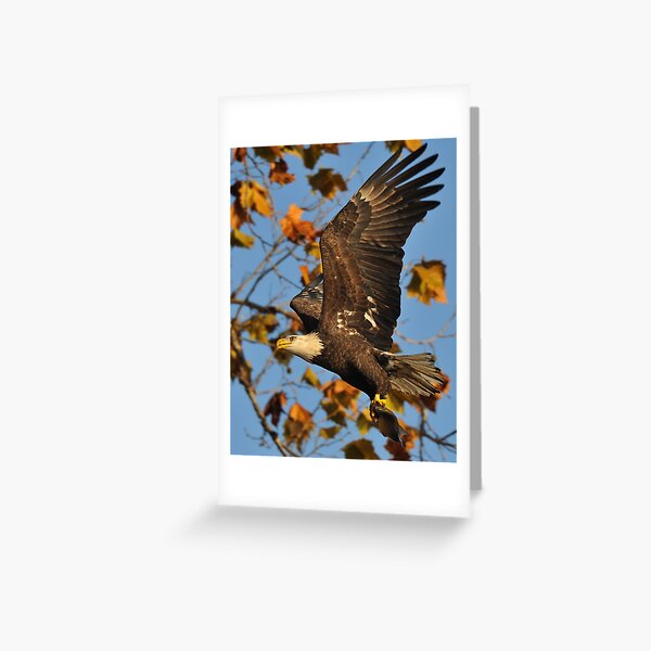 Eagle With Fish, My first Capture Greeting Card