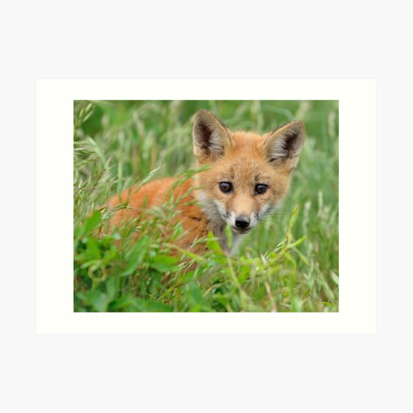 Red Fox Kit Art Print